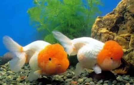 金魚養幾條風水好?不同數量養魚的含義 3