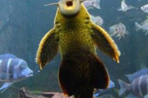 垃圾魚為什么會死亡 清道夫魚為什么會死