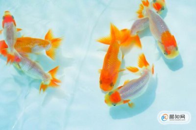 什么方法養金魚不會死 1
