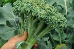 西蘭花的葉子能吃嗎 西蘭花的葉子怎么吃