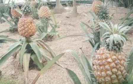 菠蘿是長在樹上還是地上的? 自己在家種菠蘿的方法 2