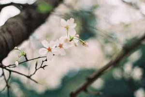 立春前一天能上墳嗎 立春前后祭祀吉日